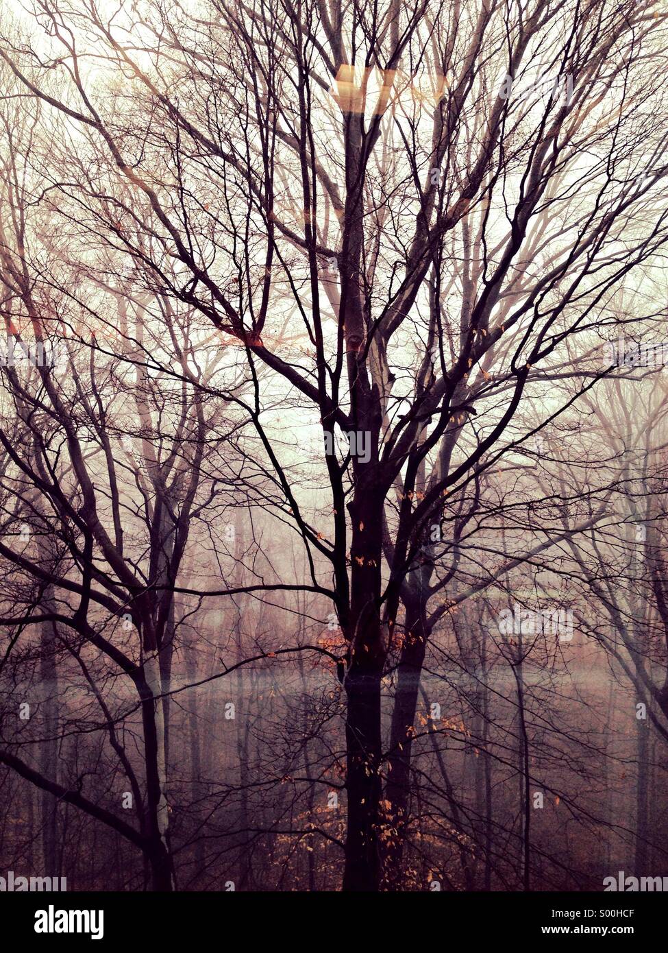 Winter tree on foggy morning Stock Photo