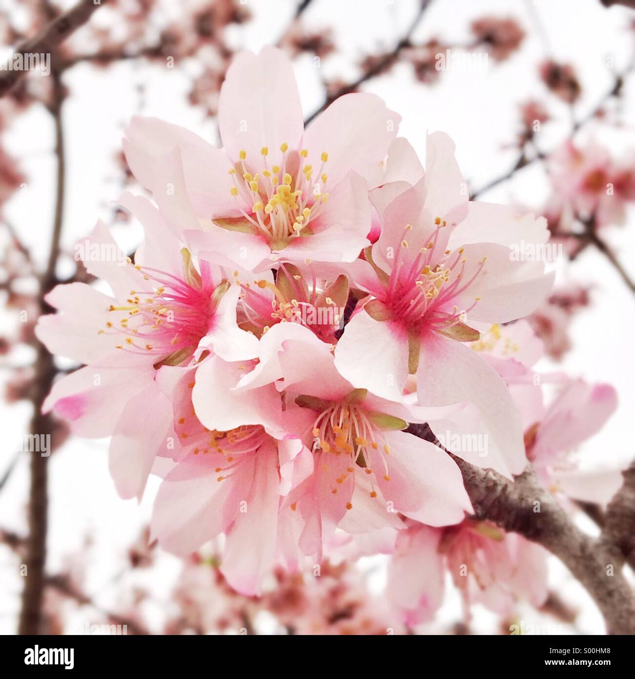 Spring day in February. All the almond trees are in bloom Stock Photo