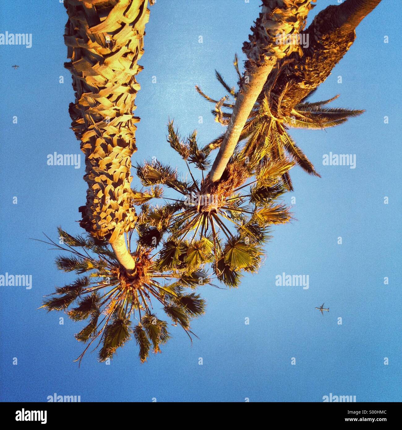Looking up at palm trees - Smartphone Captured Stock Image