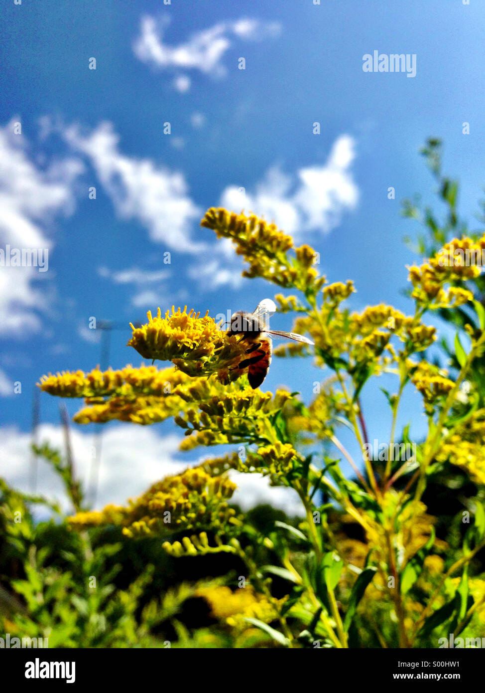 Bee on goldenrod. Stock Photo