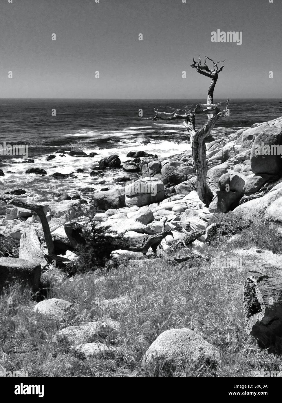 Lone tree, 17 Mile Drive, Monteray Peninsula, California Stock Photo