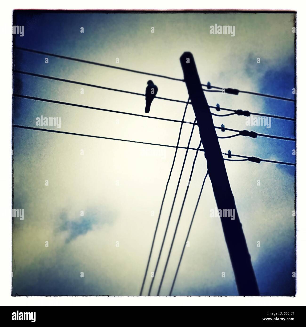 Bird on electricity pylon wires Stock Photo