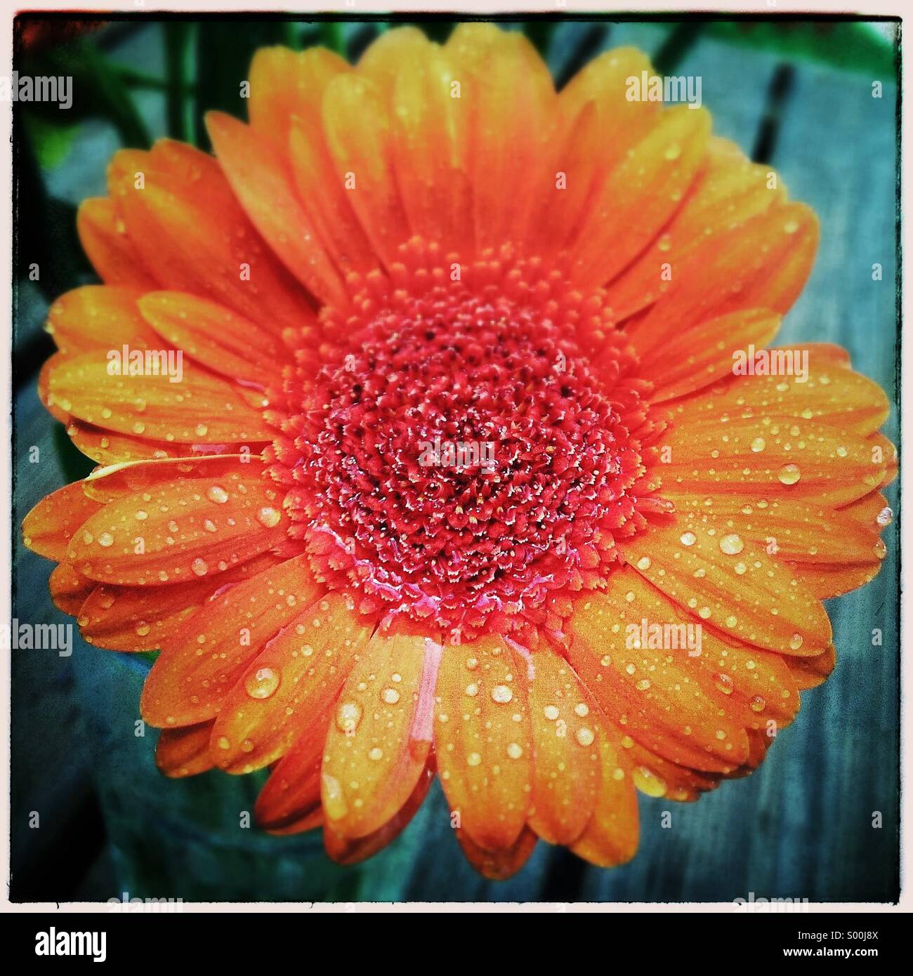 Daisy. Orange gerber wet daisy flower - Smartphone Captured Stock Image