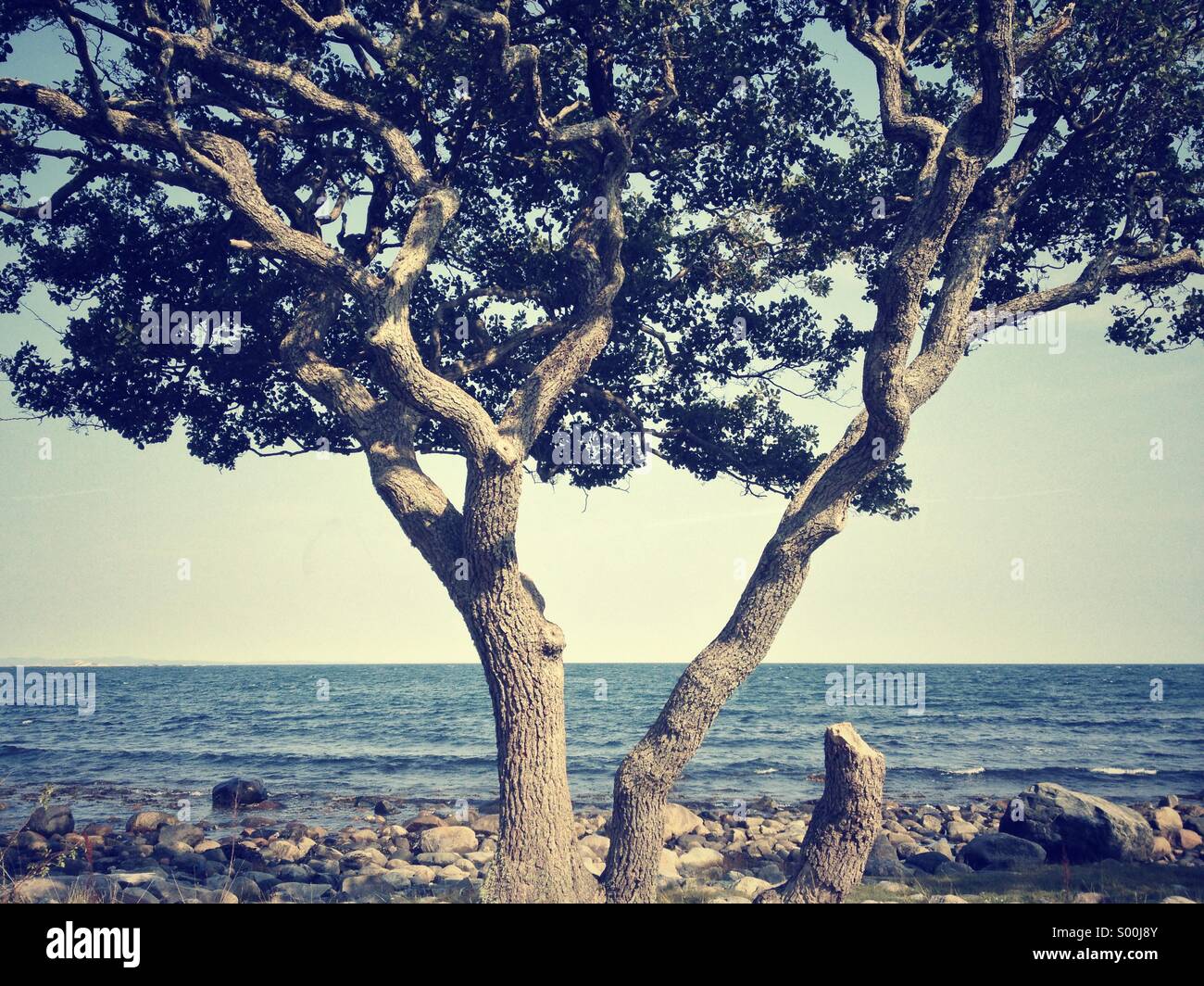 Old, crooked tree on rocky beach, Jomfruland, Norway - Smartphone Captured Stock Image