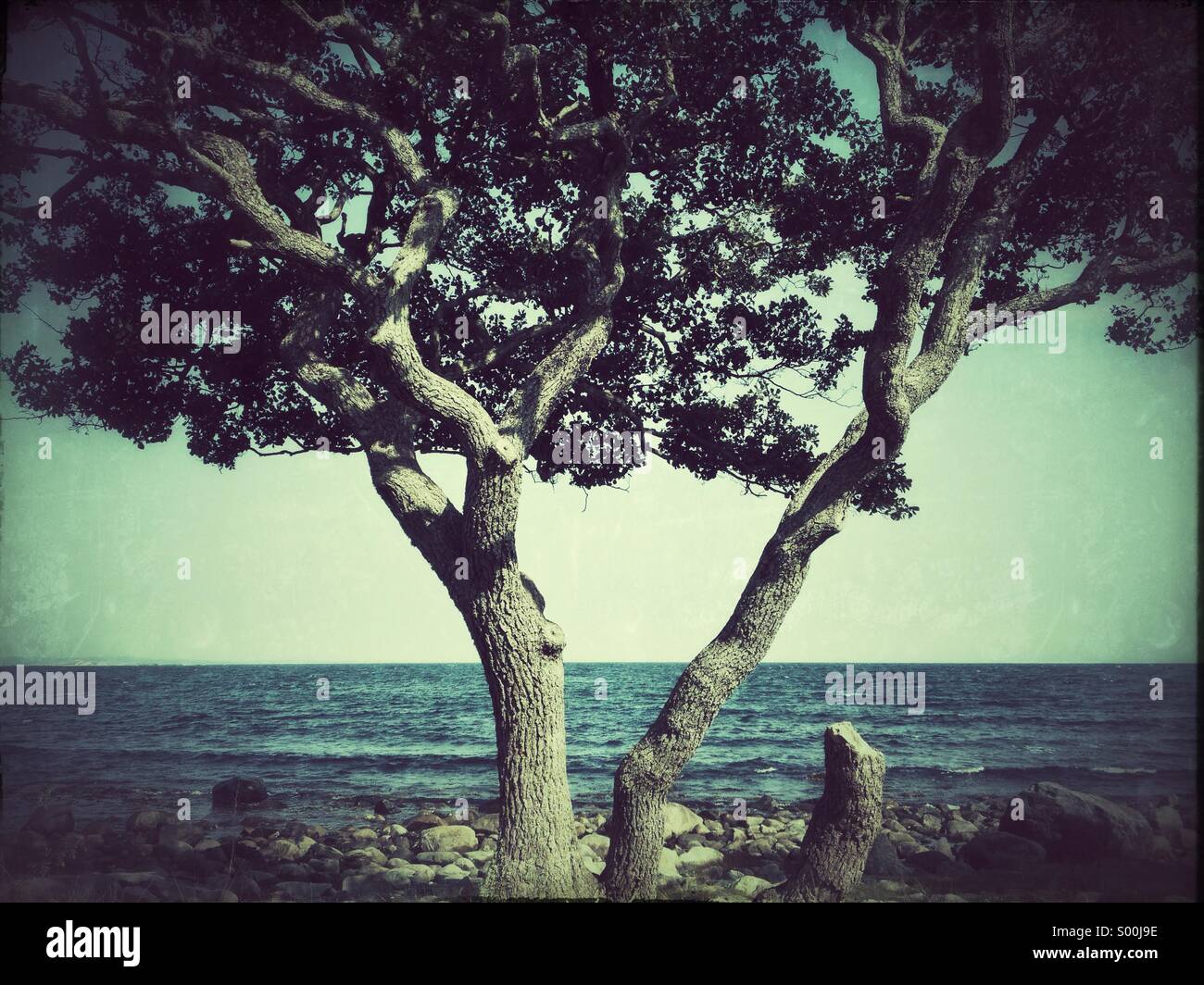 Grungy photo of lone tree on rocky beach, Jomfruland, Norway - Smartphone Captured Stock Image