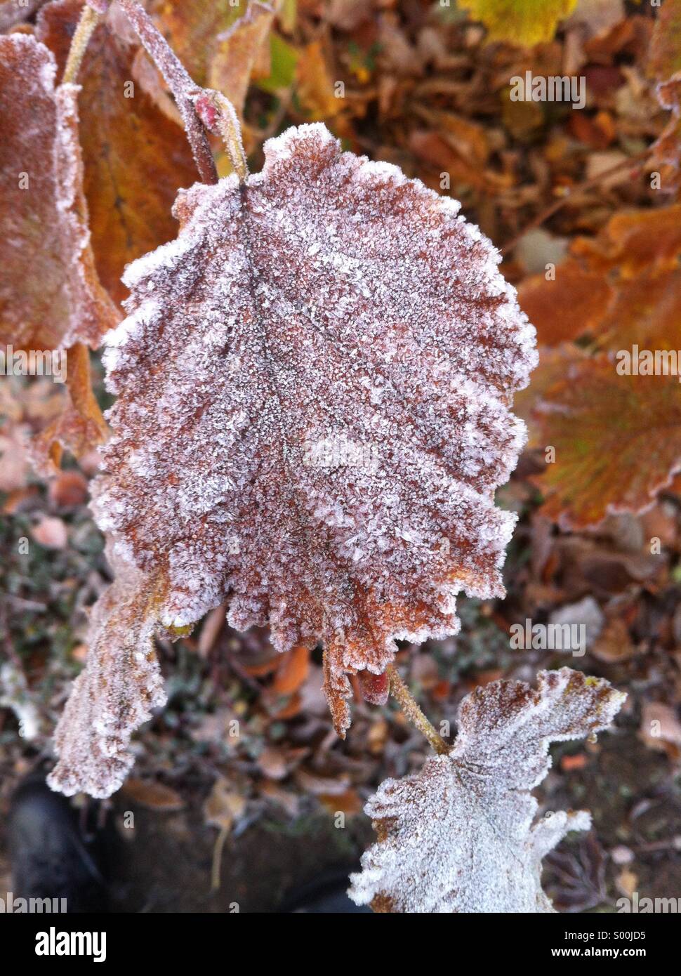 Frost Leaf - Smartphone Captured Stock Image
