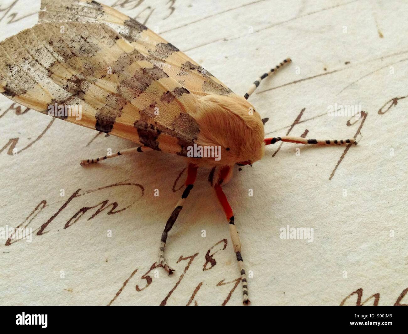 Vintage moth hi-res stock photography and images - Alamy