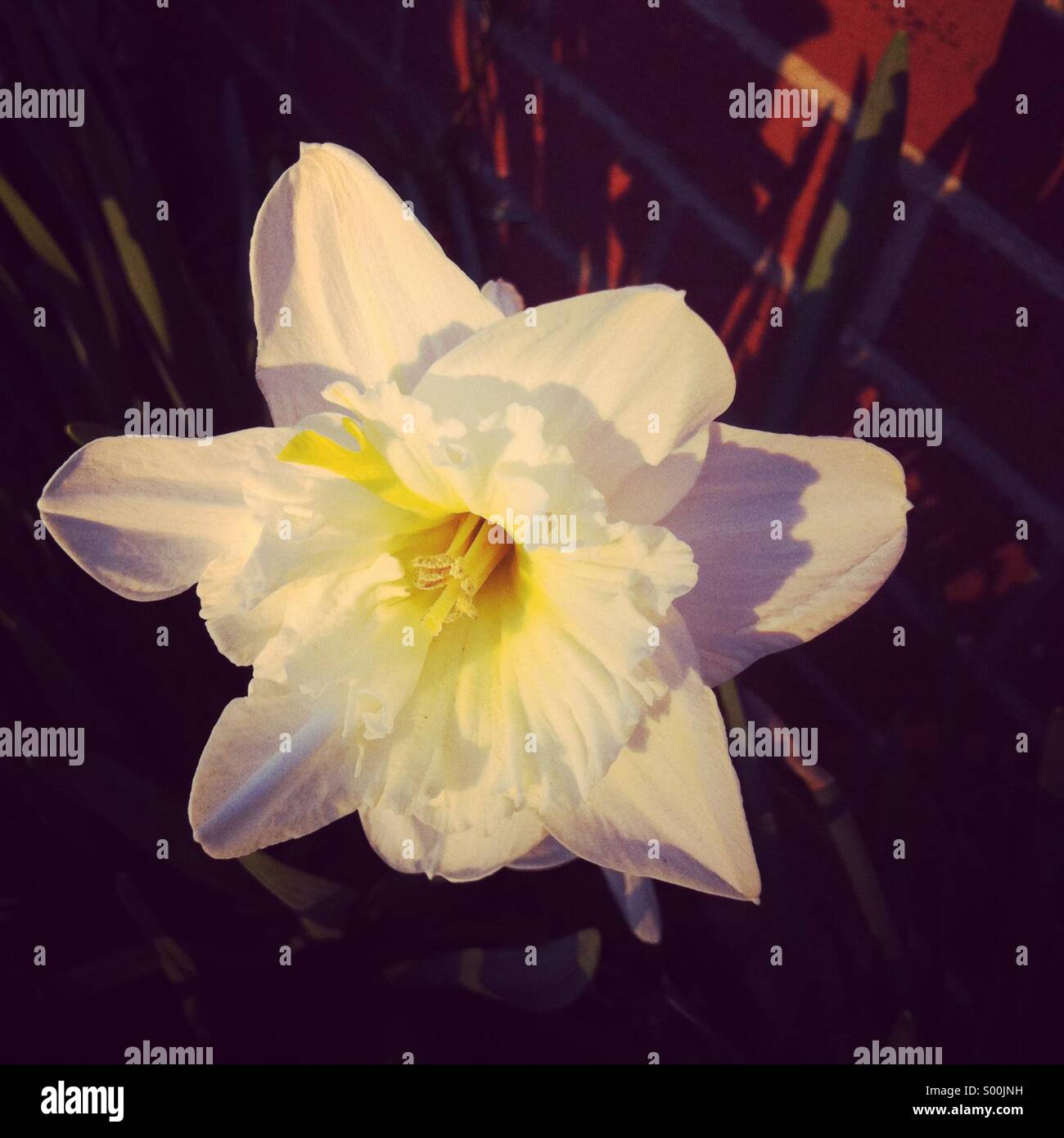 White daffodil flower Stock Photo