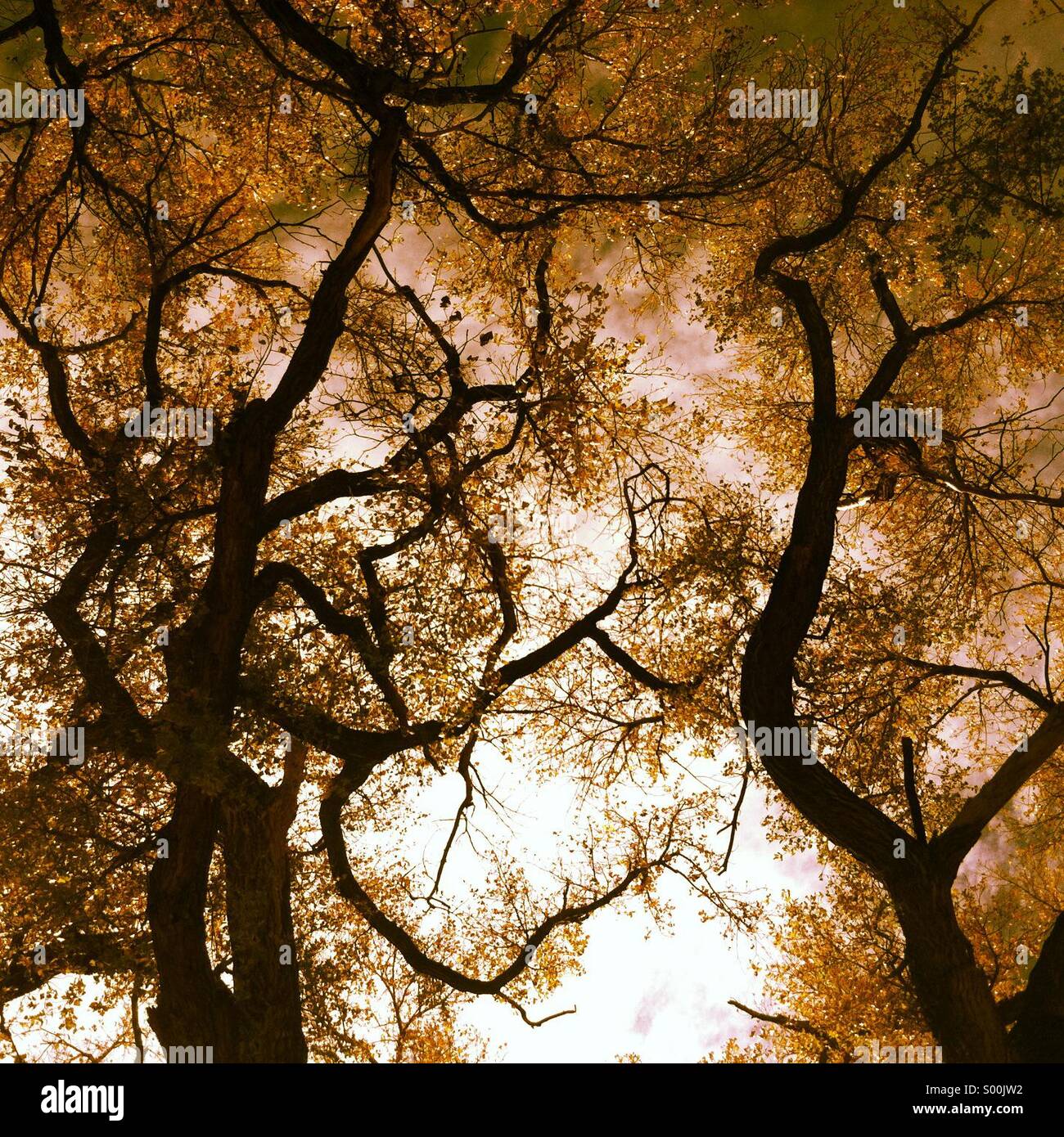 Trees Tucson AZ Stock Photo Alamy