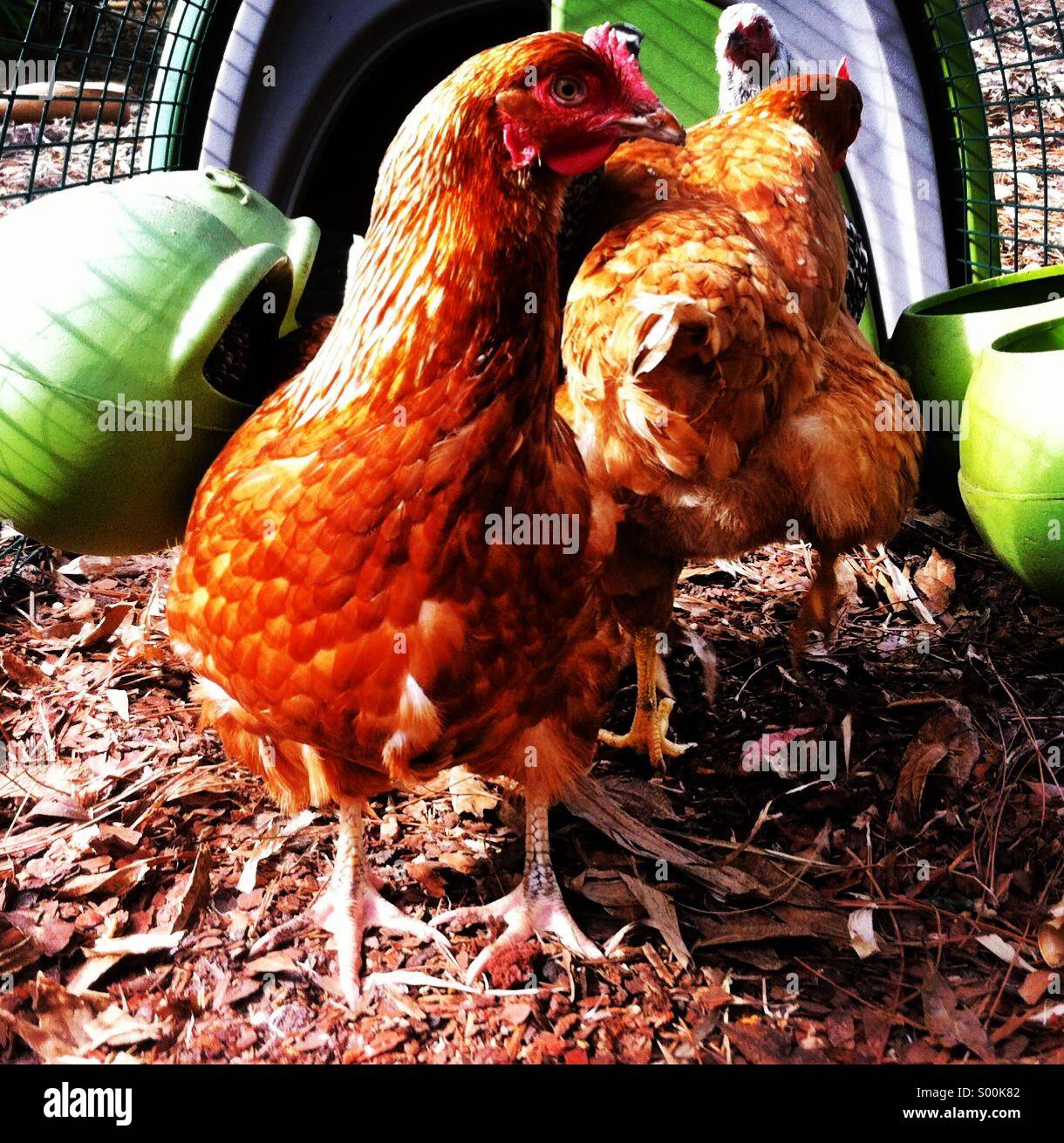 Chicken wire coop hires stock photography and images Alamy