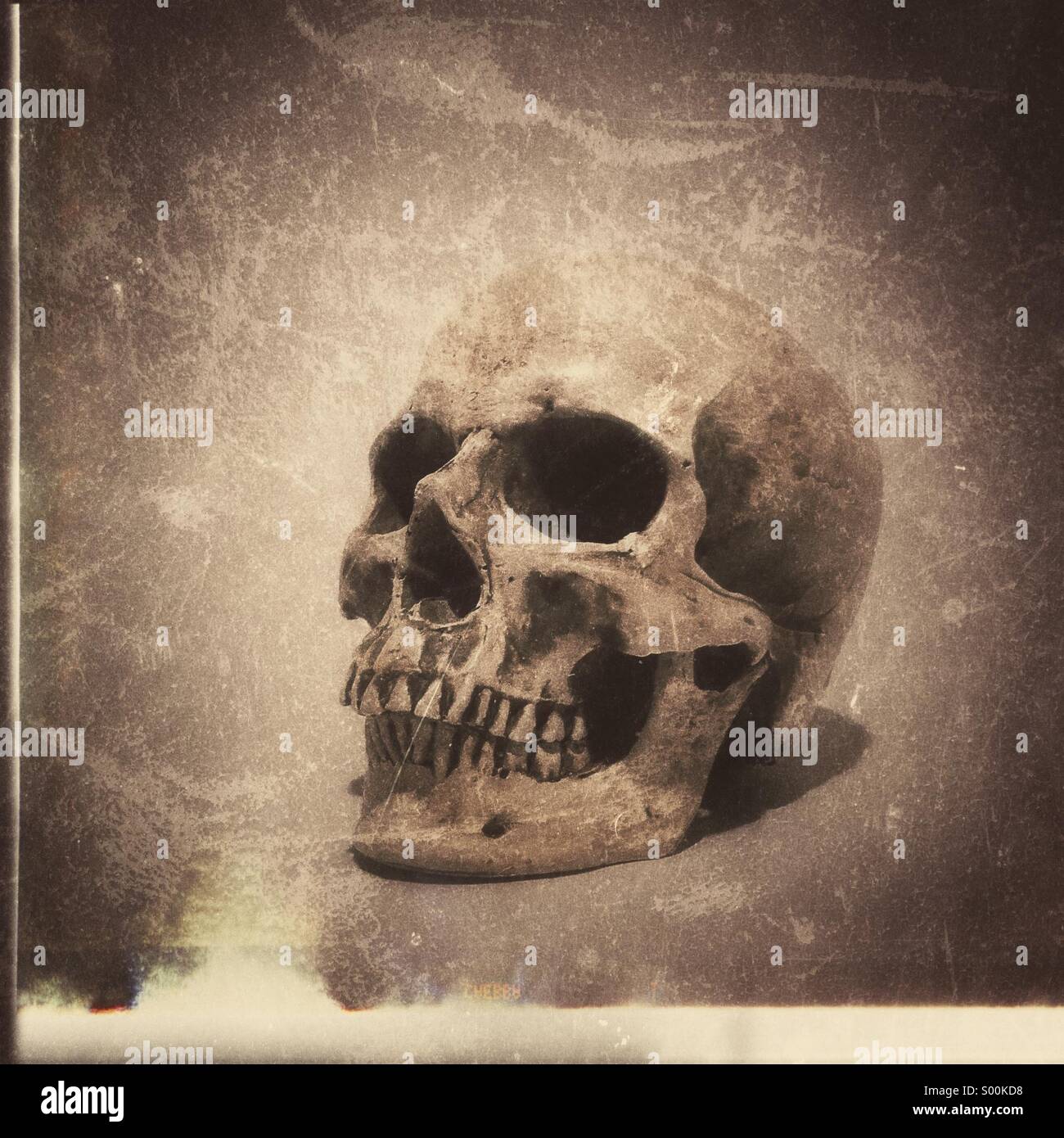 Human Skull - Smartphone Captured Stock Image
