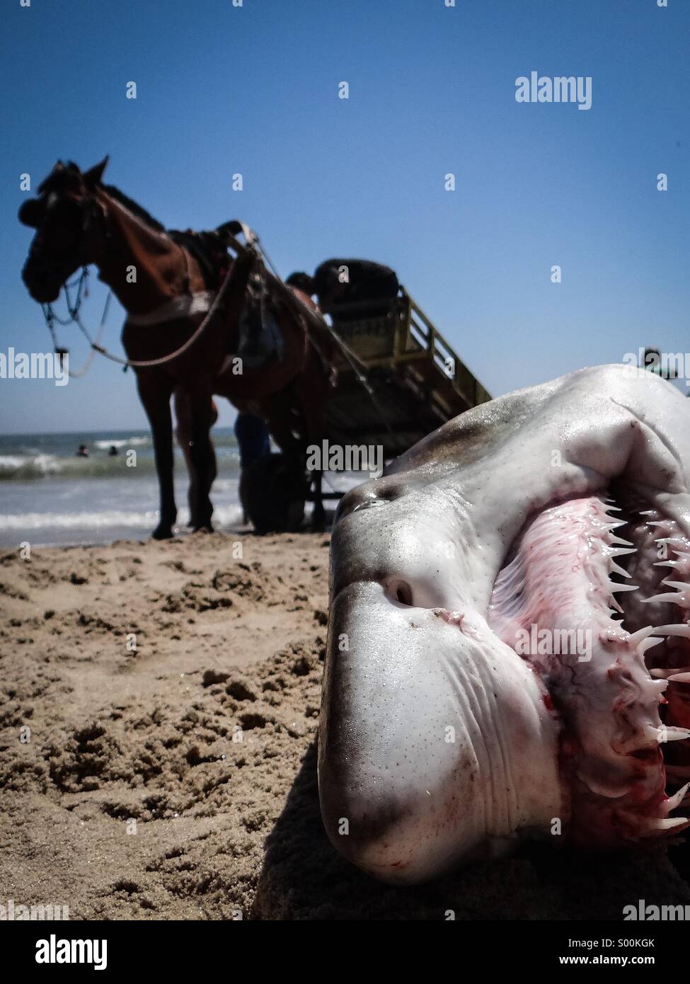 Shark at Punta del Diablo, Uruguay Stock Photo