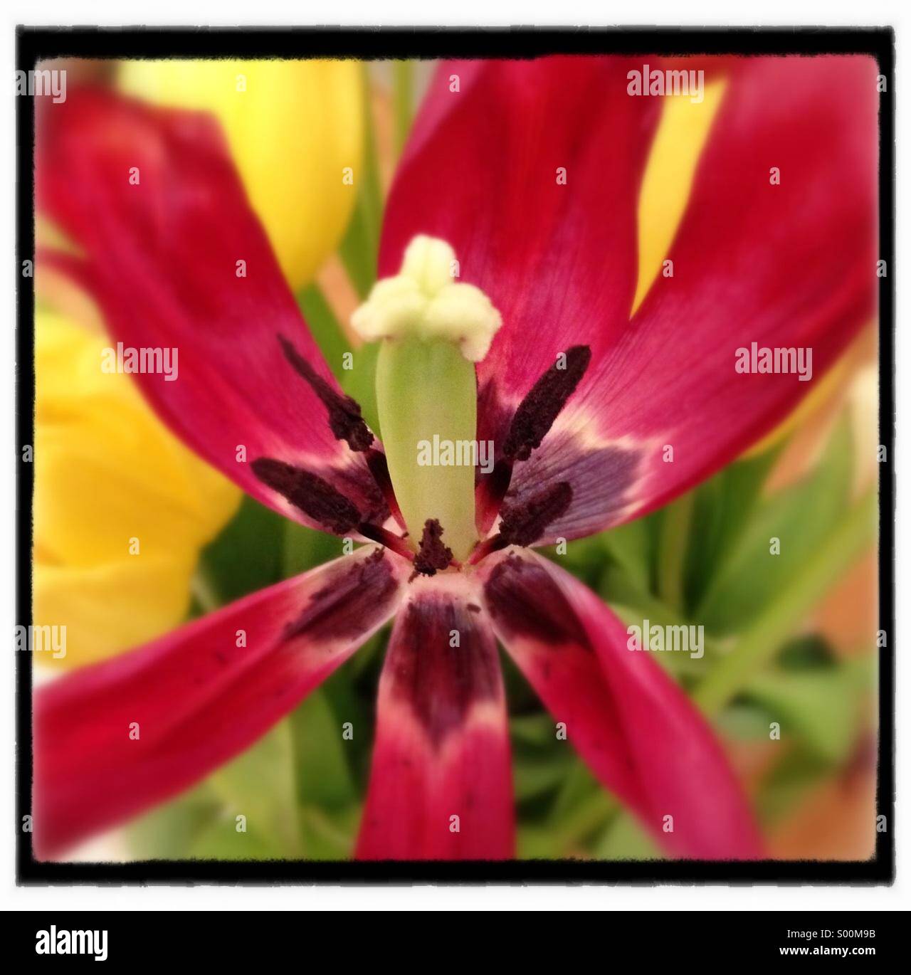 Close up of tulip with wilting petals. - Smartphone Captured Stock Image