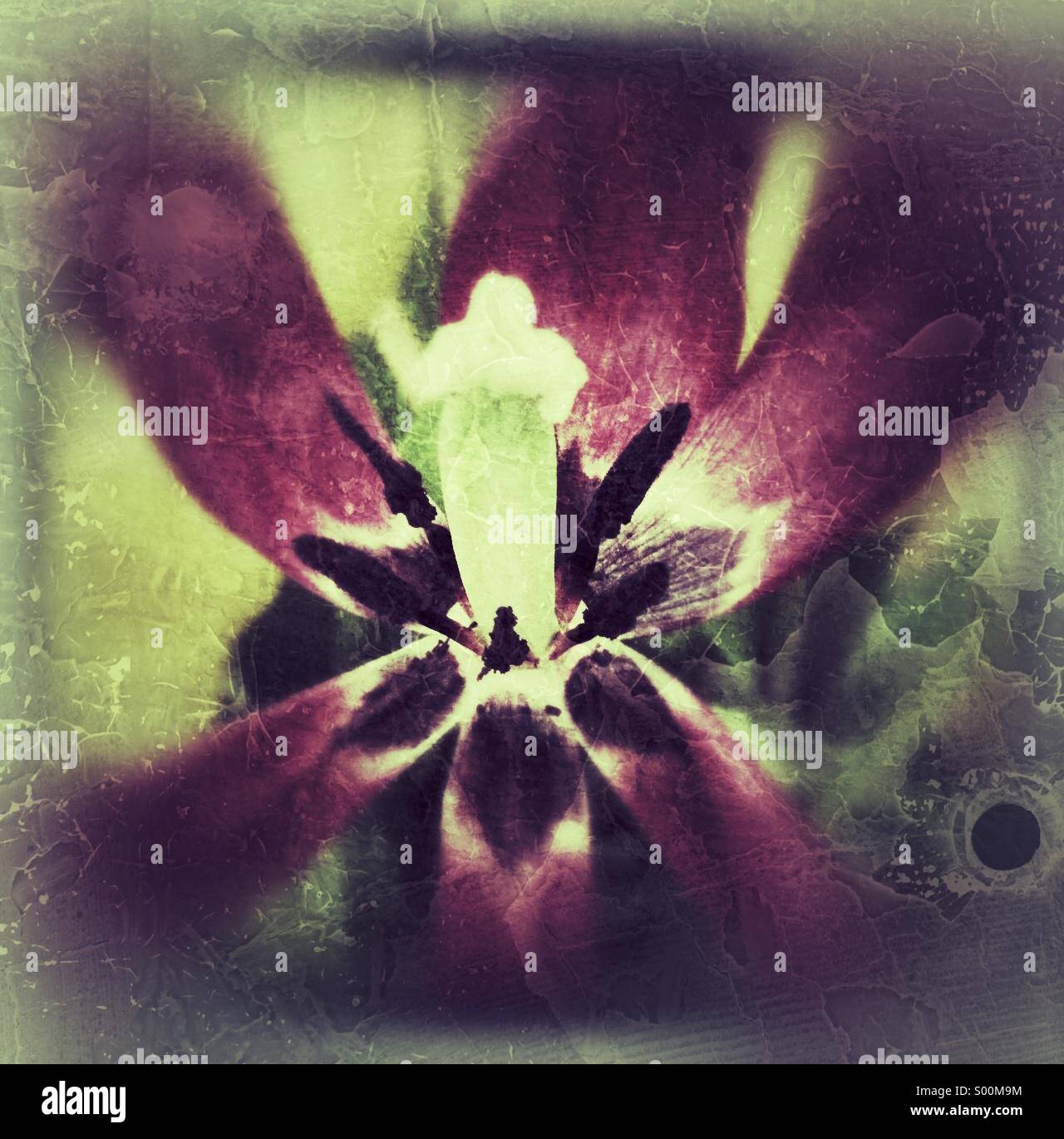Grungy close up of wilting tulip. - Smartphone Captured Stock Image