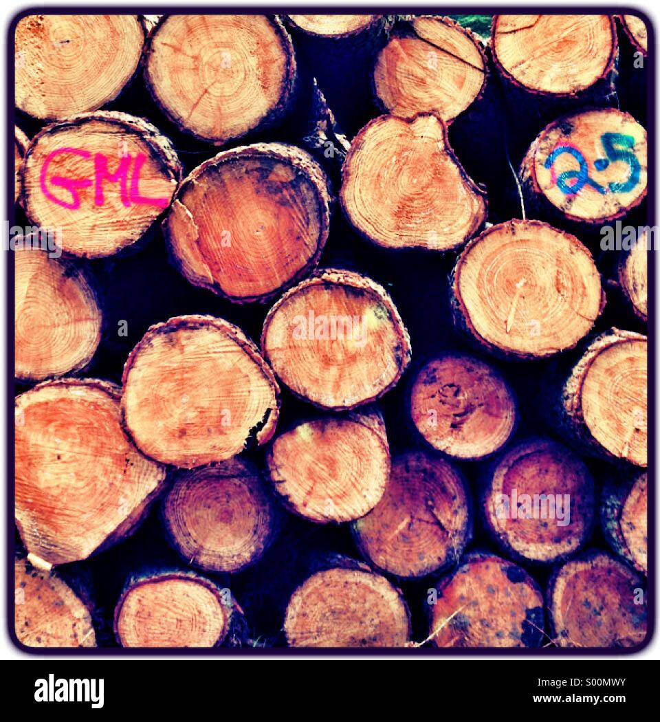 Logs Stock Photo