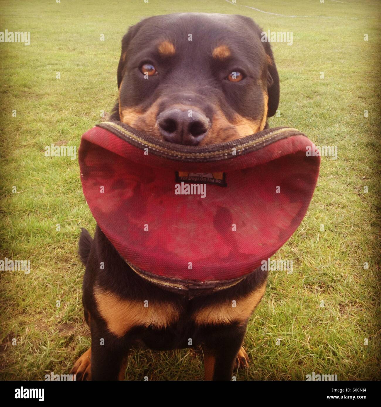 Dog with a big mouth Stock Photo Alamy