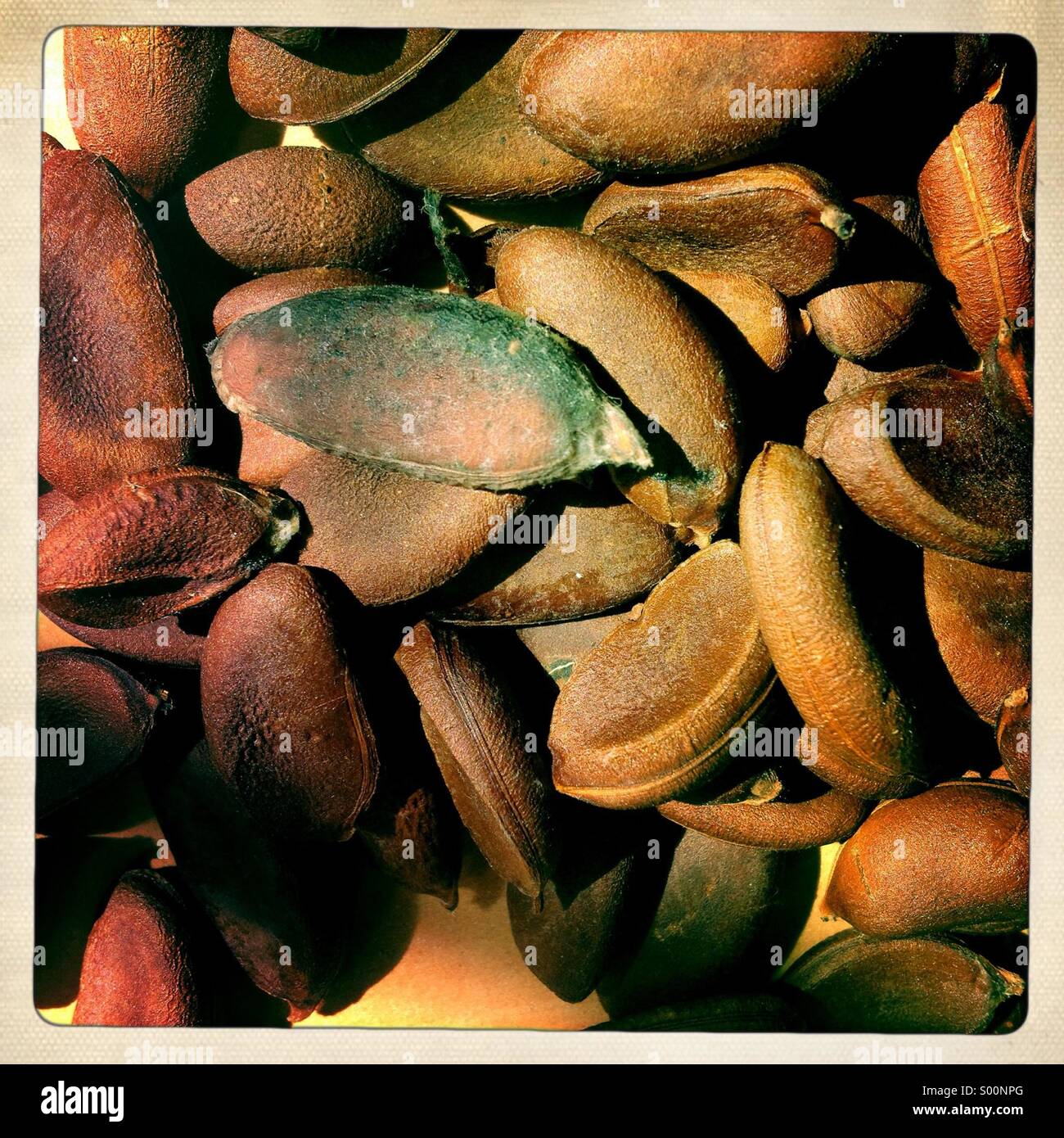 Black sapote seeds dry in the sun in a juice store in Oaxaca, Mexico ...