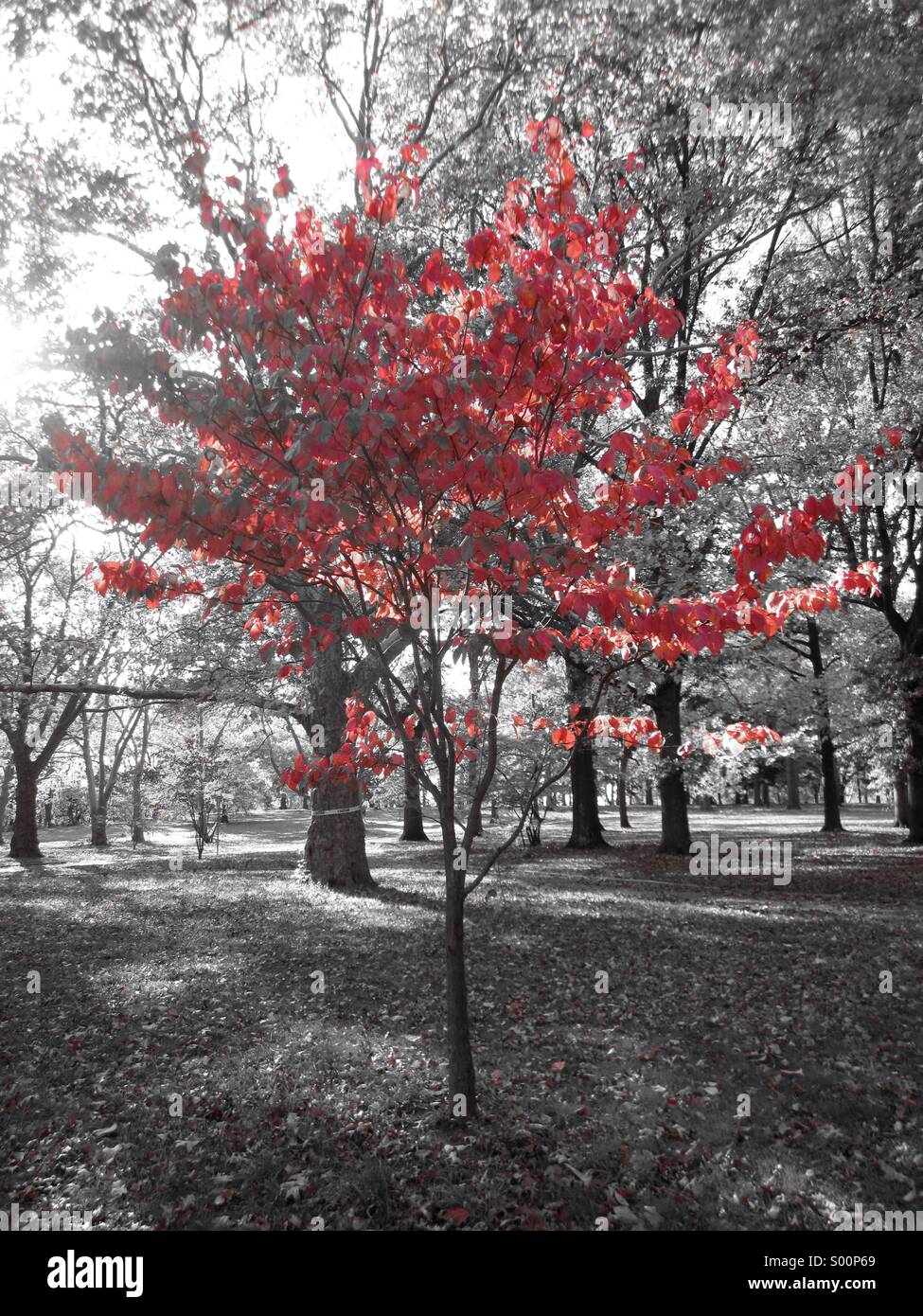 Tree Red Leaves Black White Red Stock Photo Alamy