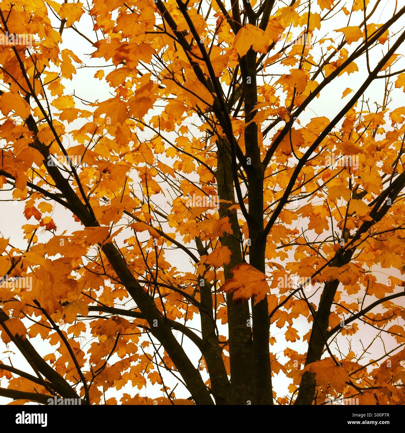Yellow maples in autumn season Stock Photo - Alamy