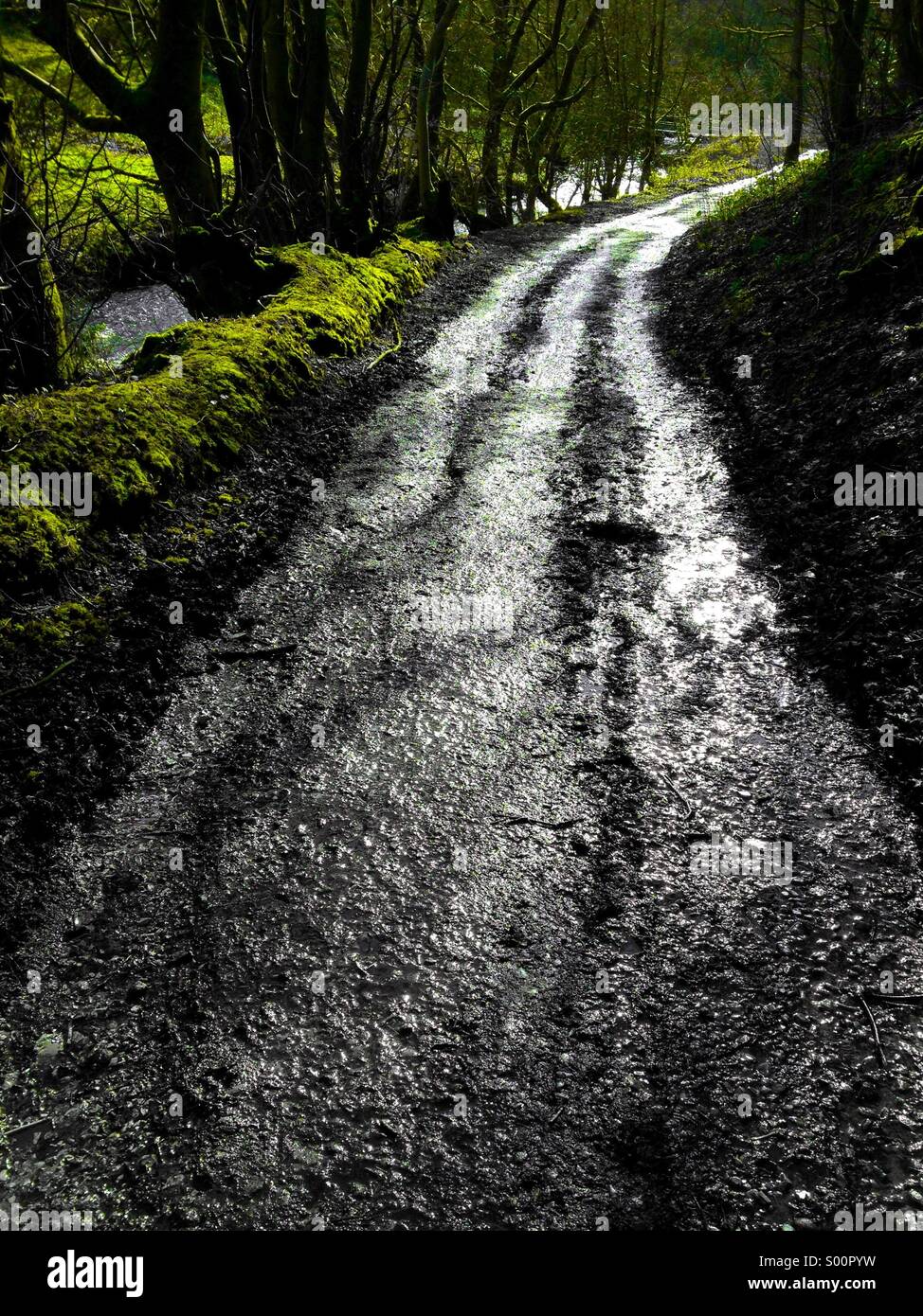 Backlit wet woodland path - Smartphone Captured Stock Image