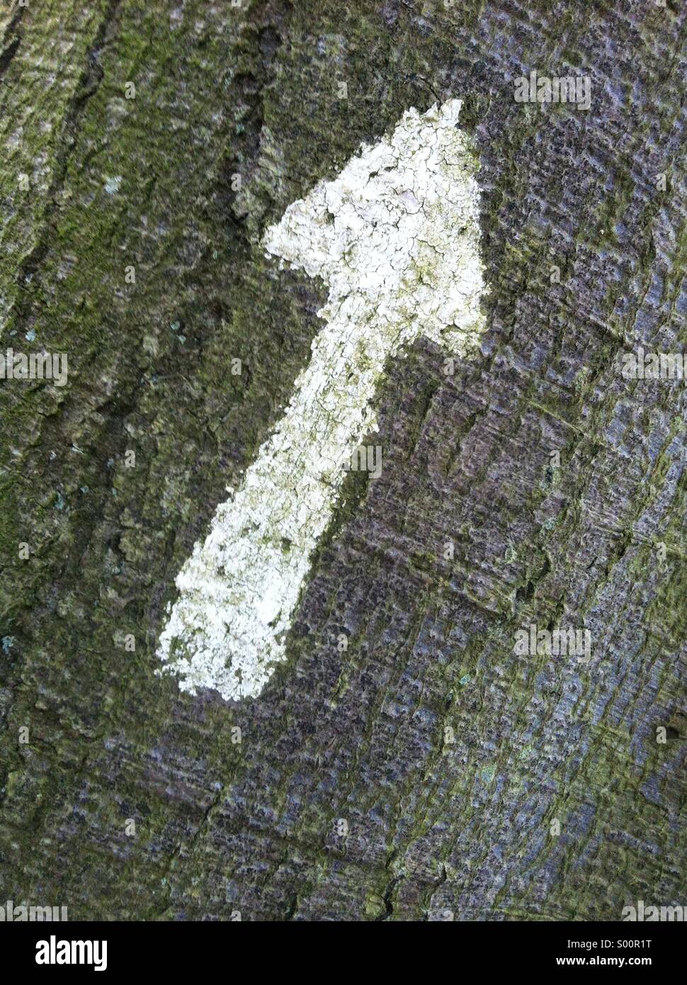 Arrow painted on tree - Smartphone Captured Stock Image