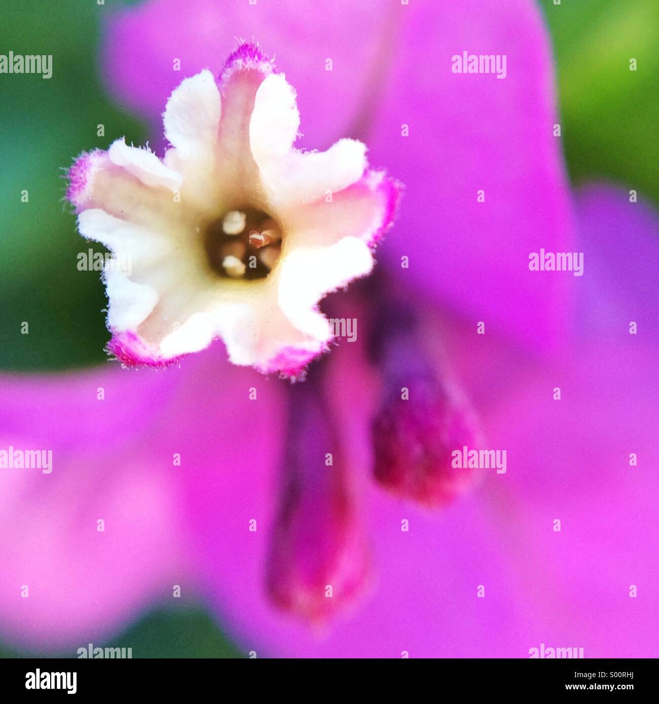 Macro of a Bougainville flower Stock Photo