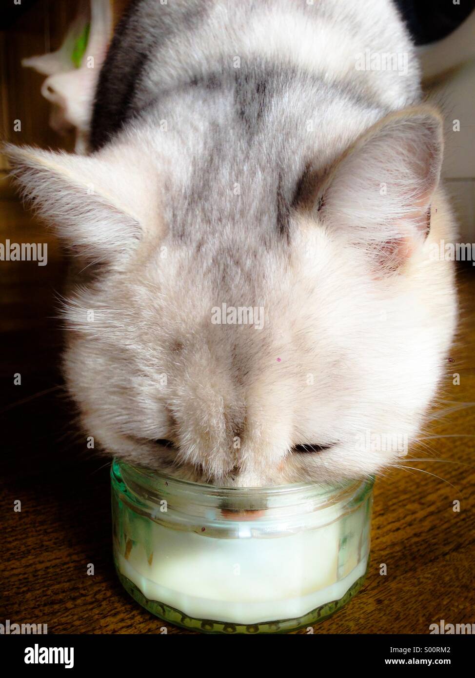 Cat drinking milk Stock Photo Alamy
