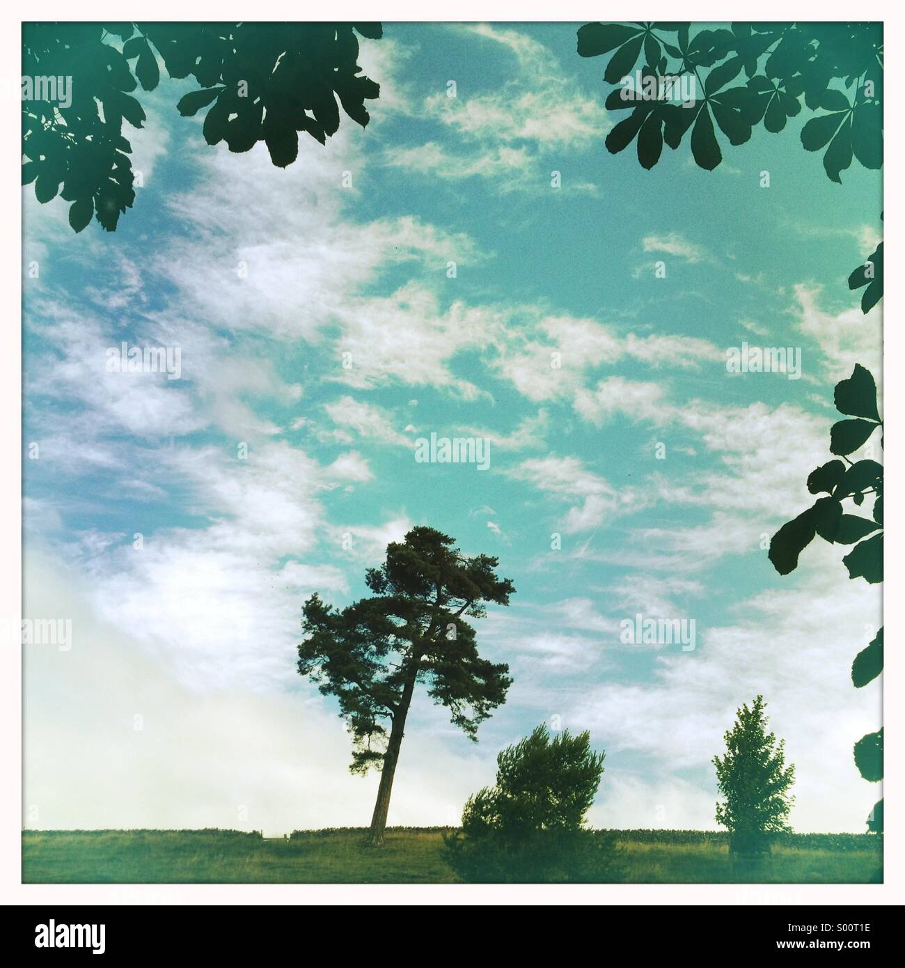 Tree sky - Smartphone Captured Stock Image