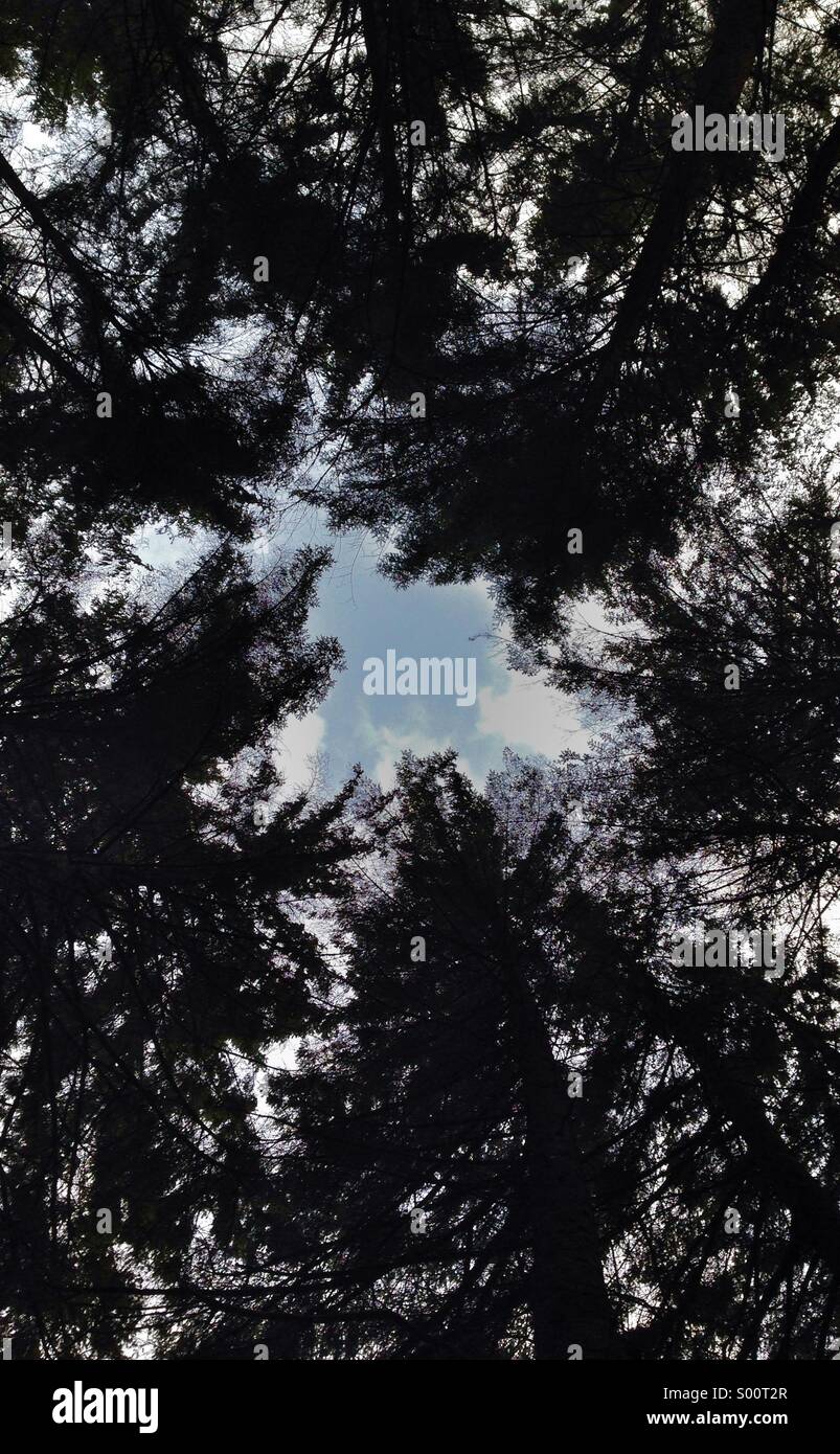 Skyward view vertically through the trees - Smartphone Captured Stock Image