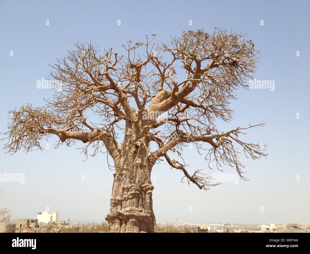 Baobab tree sitting on hill in Dakar, Senegal, West Africa Stock Photo
