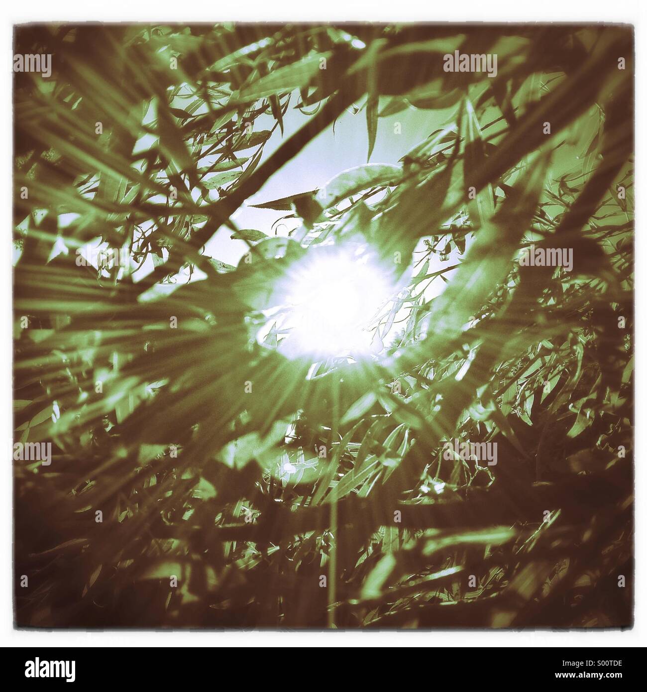 Sun shining through a willow tree Stock Photo - Alamy