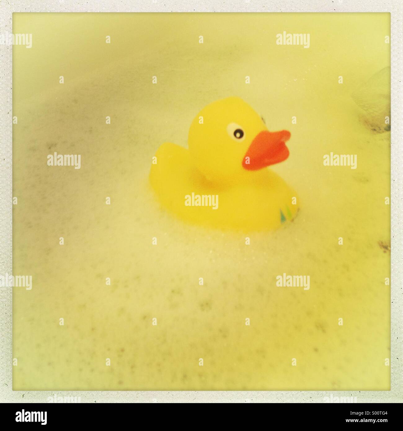 Rubber duck in bubble bath Stock Photo Alamy