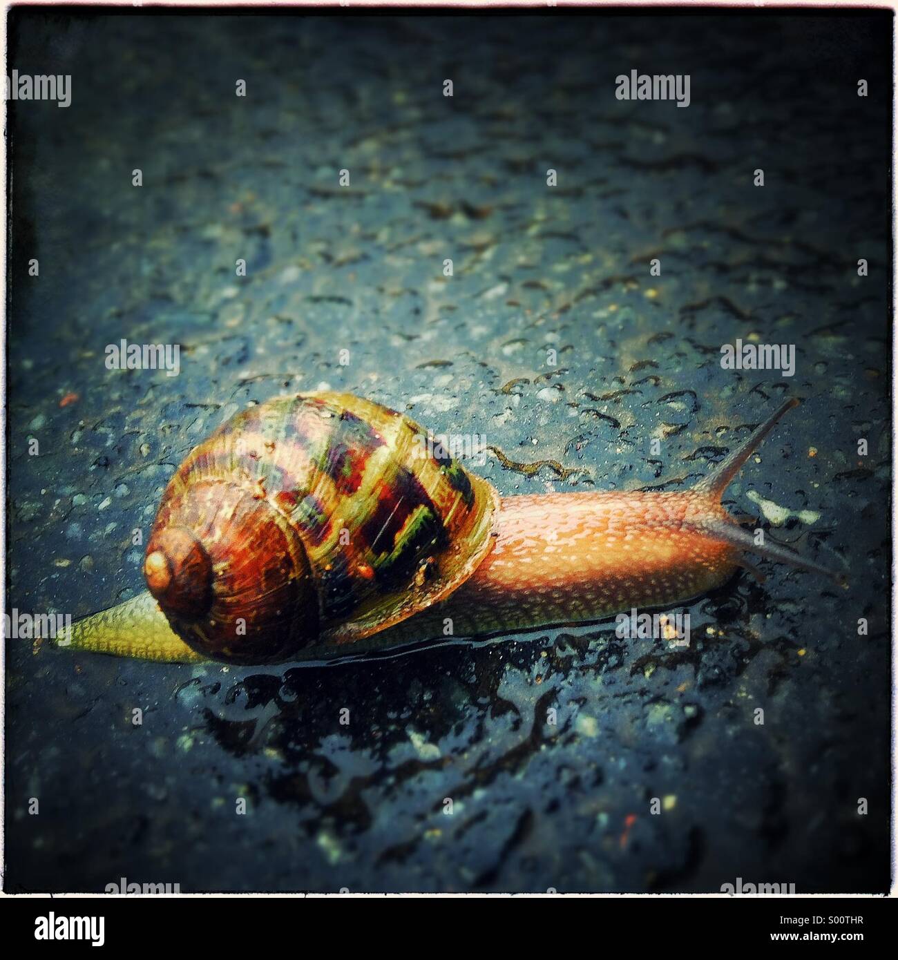 Snail on the road Stock Photo