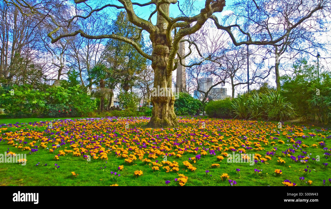 Crocuses, Embankment Gardens, London Stock Photo