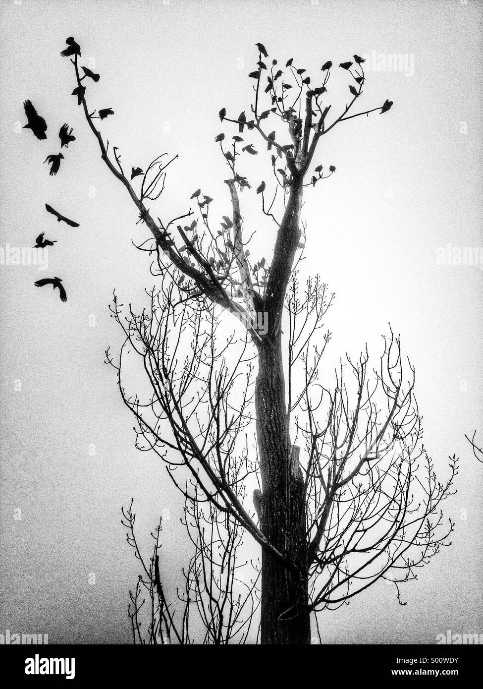 Crows Stock Photo