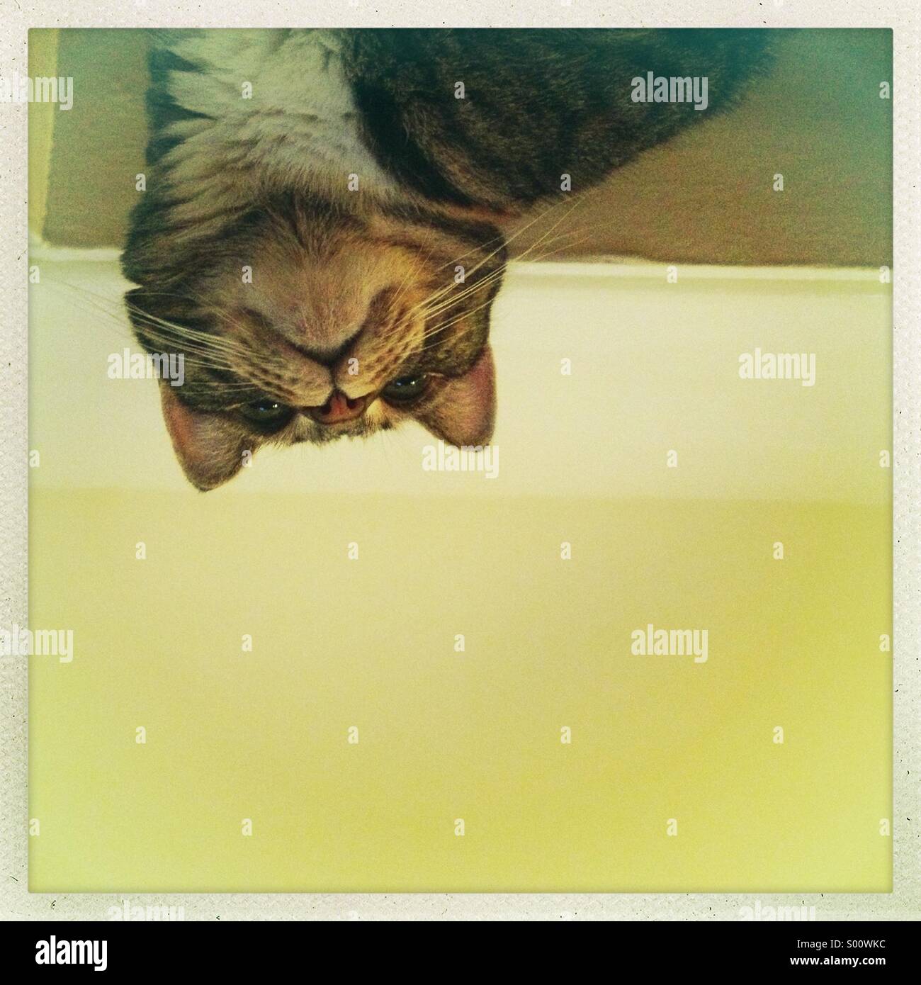 Cat from below Stock Photo Alamy