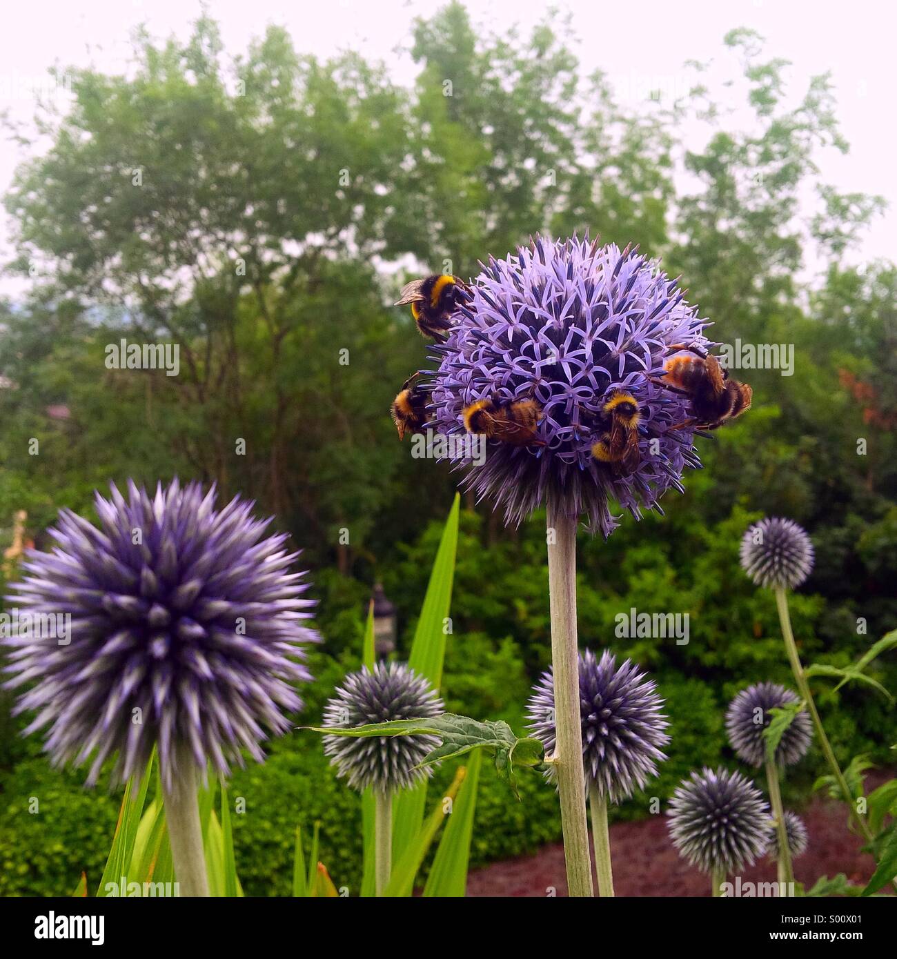 Bumble bees all over a thistle flower in an English garden. Stock Photo