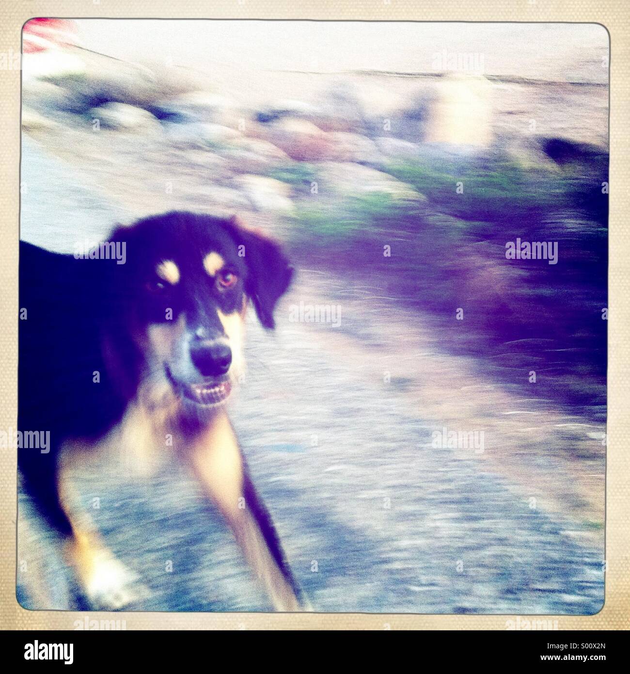 A dog on street Stock Photo