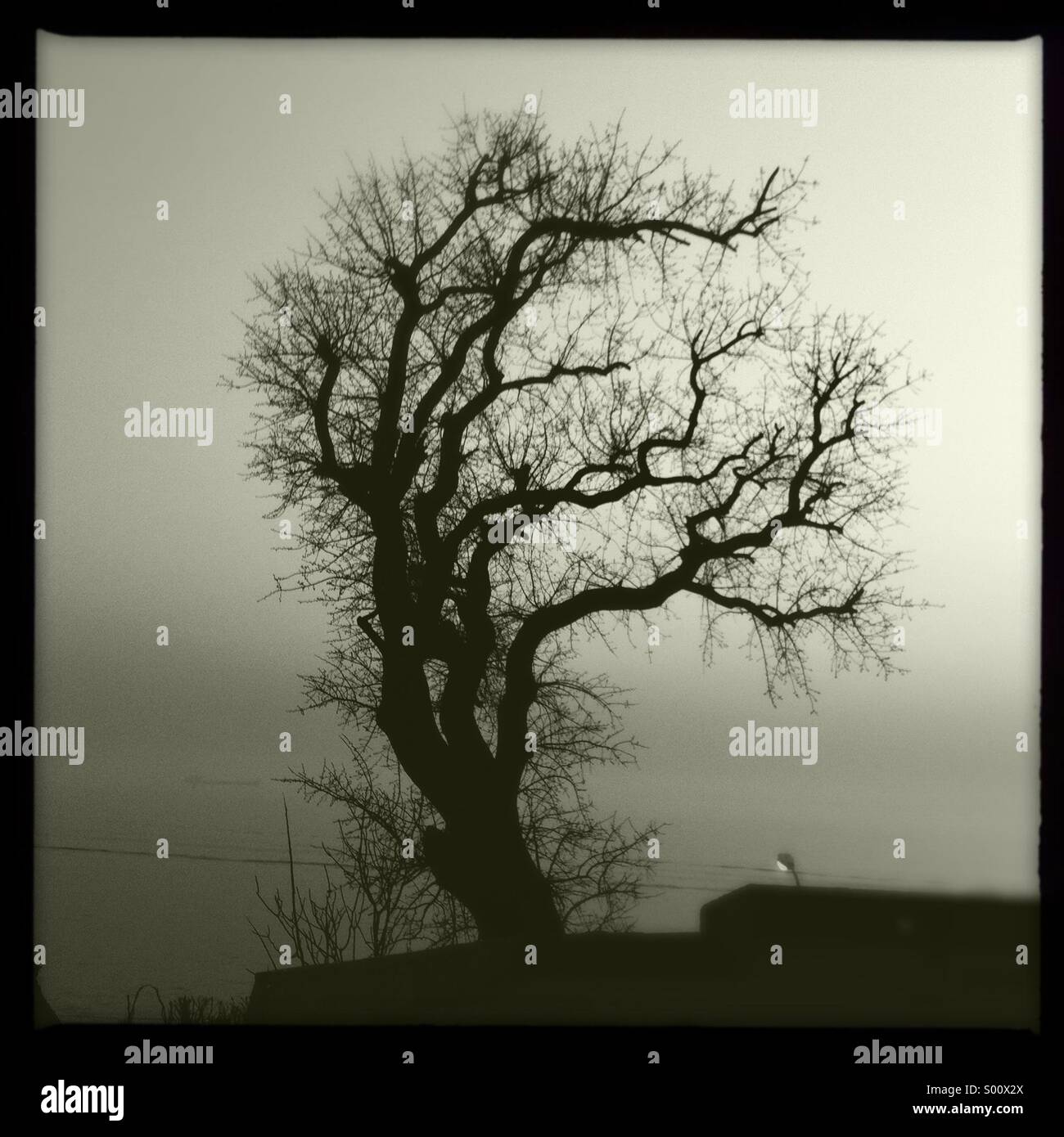 An old tree without leaves Stock Photo Alamy