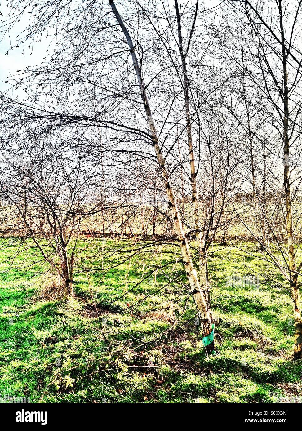 Birch trees in spring Stock Photo Alamy