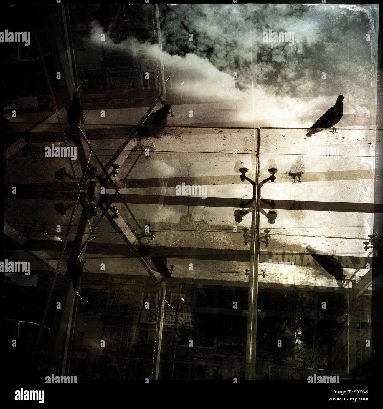 Birds on busstop - Smartphone Captured Stock Image