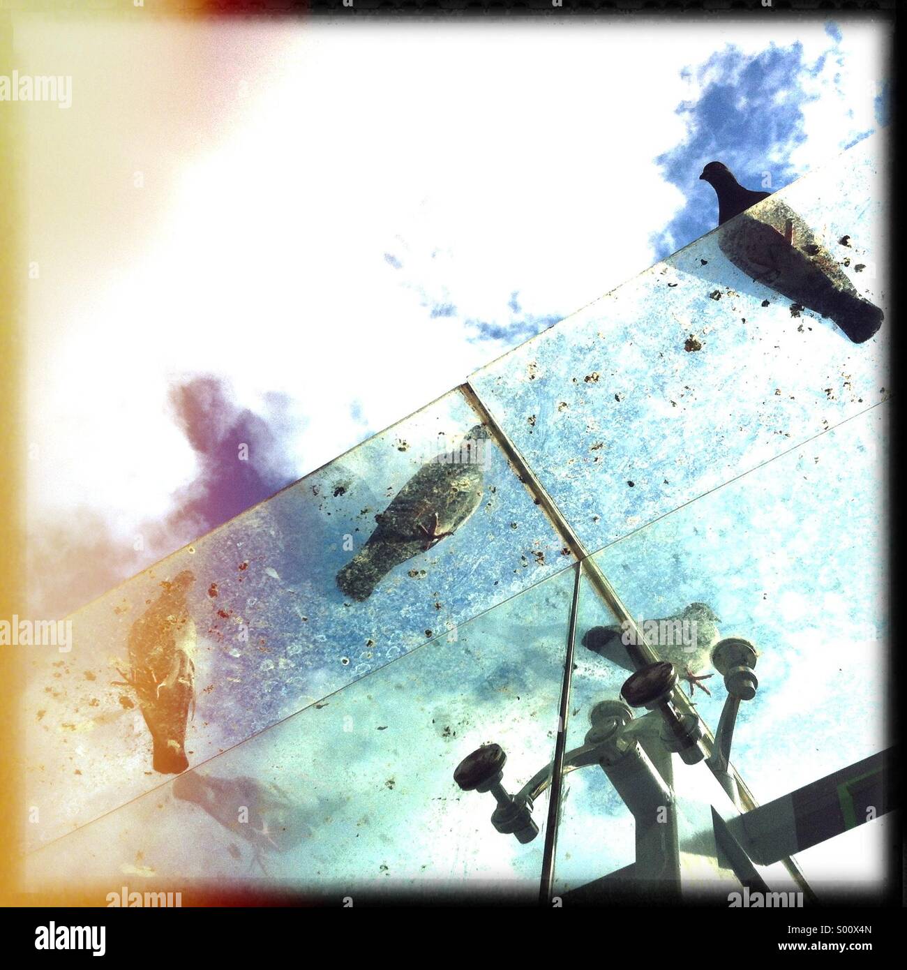 Birds standing on glass busstop - Smartphone Captured Stock Image