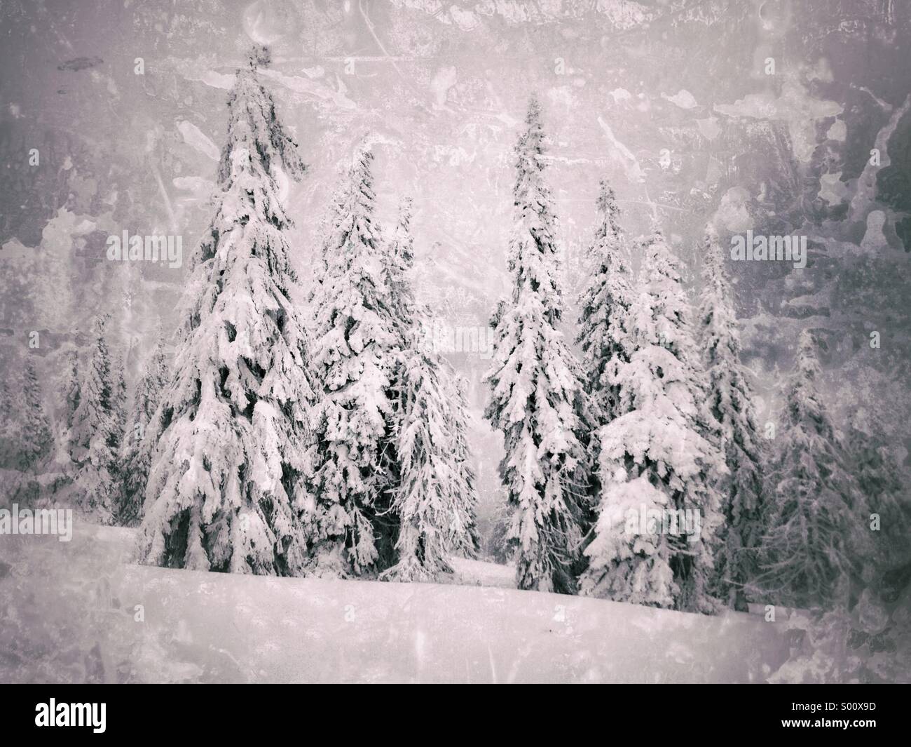 Wet plate collodion photo of trees covered in snow Stock Photo