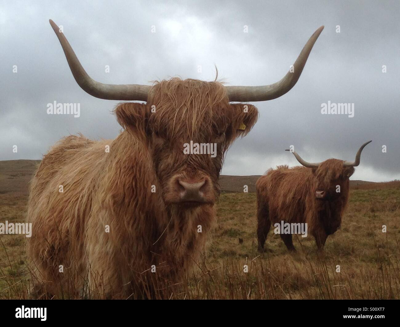 Highland cattle horns at the ready Stock Photo