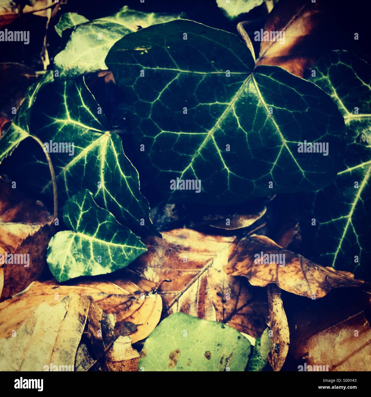 The veins of mother Nature - Smartphone Captured Stock Image