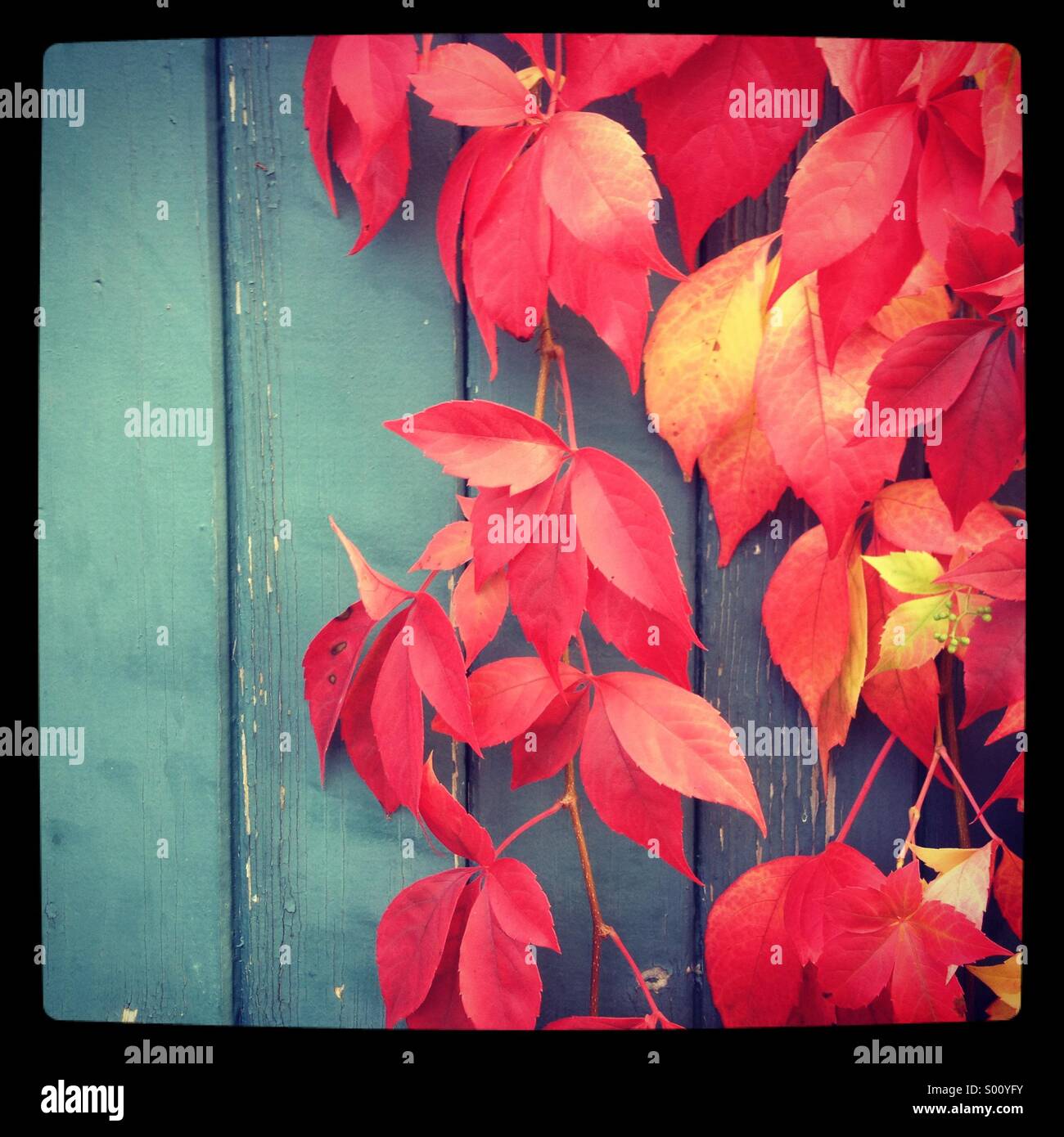 Autumn leaves on a fence - Smartphone Captured Stock Image