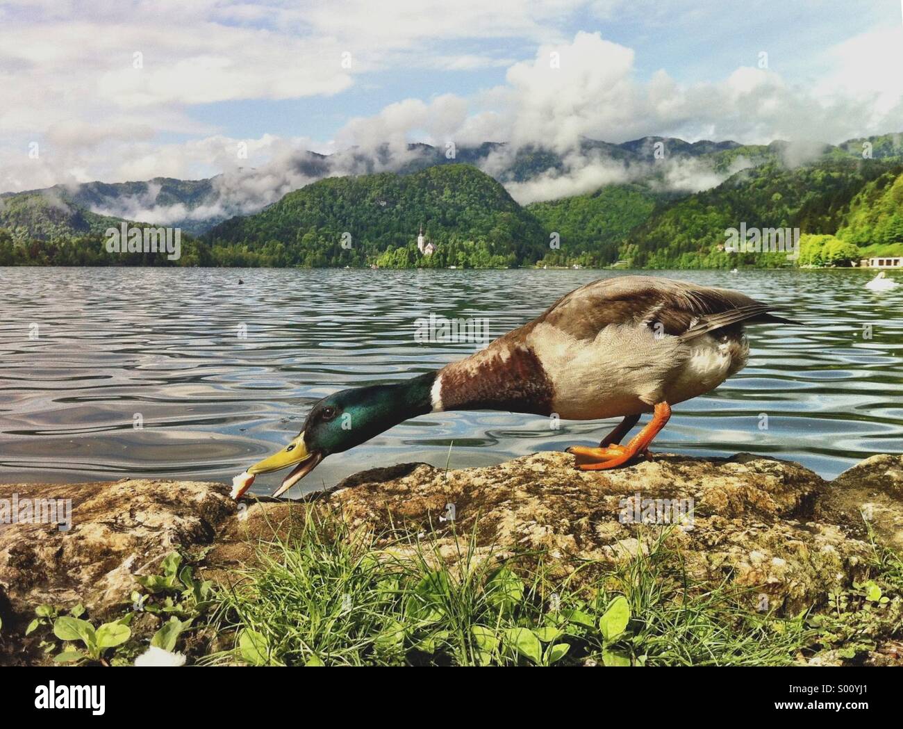 duck stretching to eat at Lake Bled, Slovenia - Smartphone Captured Stock Image