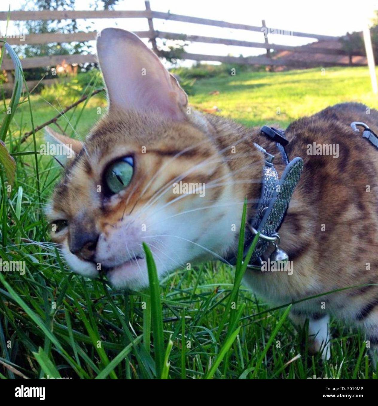 Chewinggrass hires stock photography and images Alamy