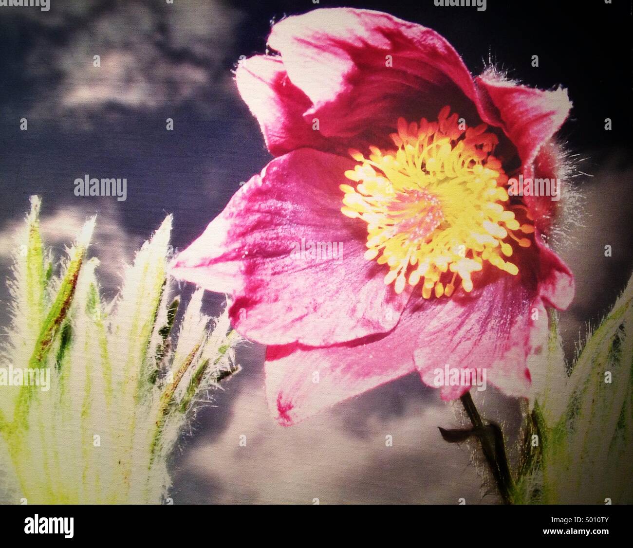 Pulsatilla Vulgaris flower, close up Stock Photo
