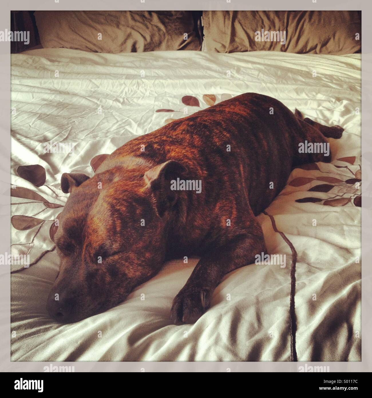 Sleeping staffordshire bull terrier hires stock photography and images